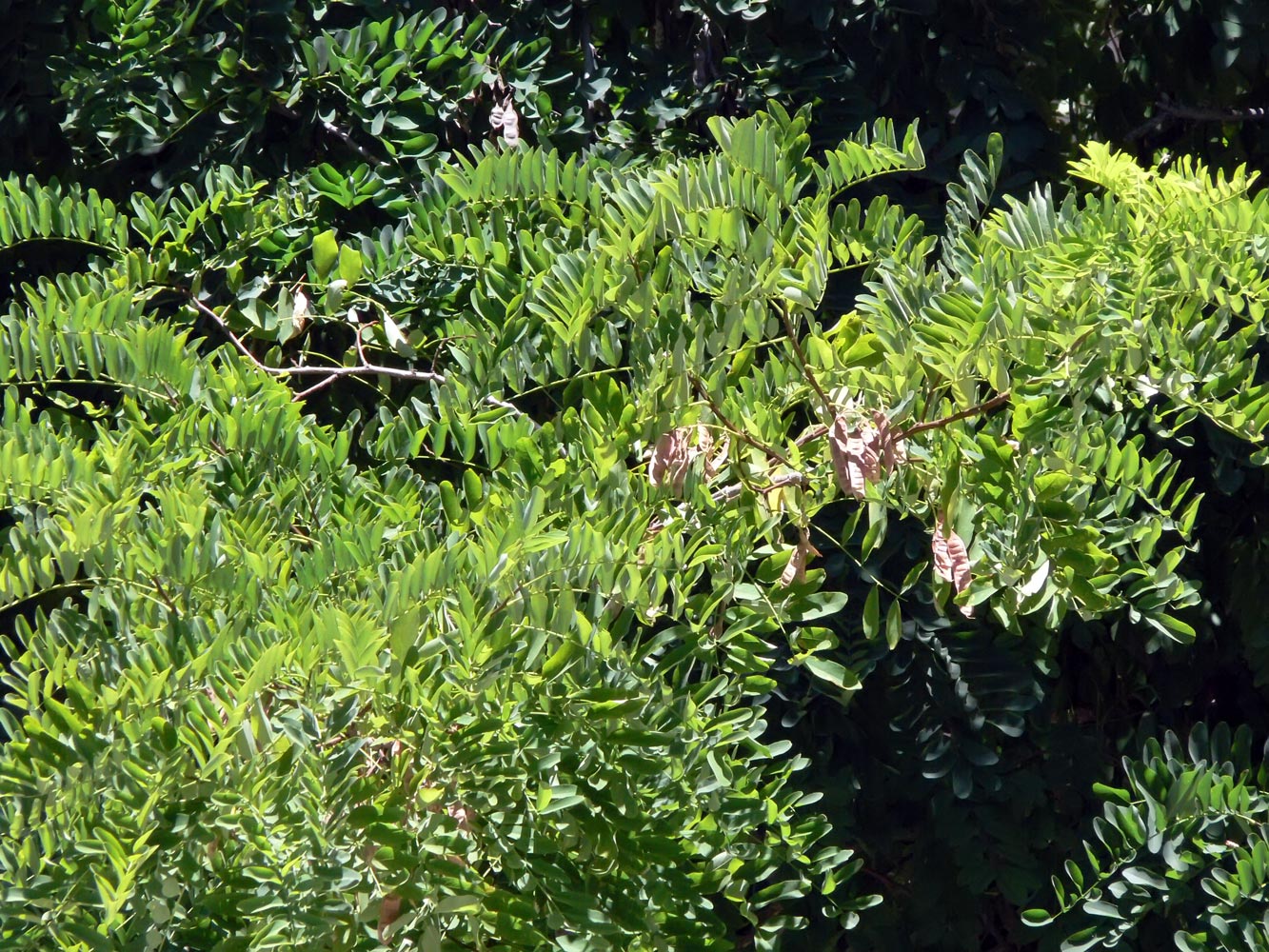 Image of Robinia luxurians specimen.