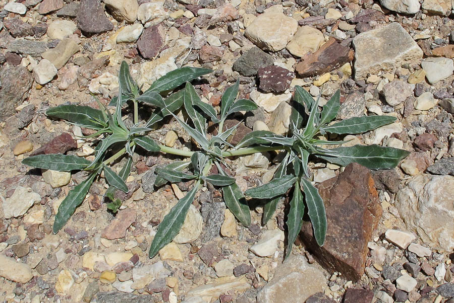 Изображение особи Blepharis attenuata.