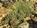 Sibbaldia tetrandra