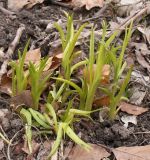 Hemerocallis minor. Побеги перизимовавшего растения. Германия, г. Кемпен, в парке. 28.03.2013.