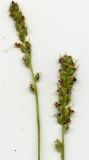 Plantago uliginosa. Соцветия (сканированный образец). Курская обл., Железногорский р-н, окр. ж.д. ст. Мицень. 22 июля 2007 г.