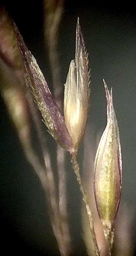 Изображение особи Agrostis scabra.
