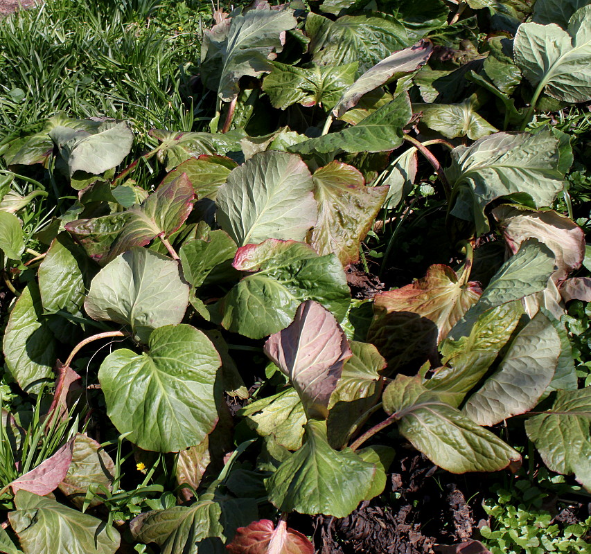 Image of Bergenia crassifolia specimen.