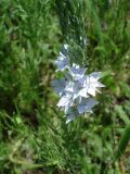 Veronica jacquinii
