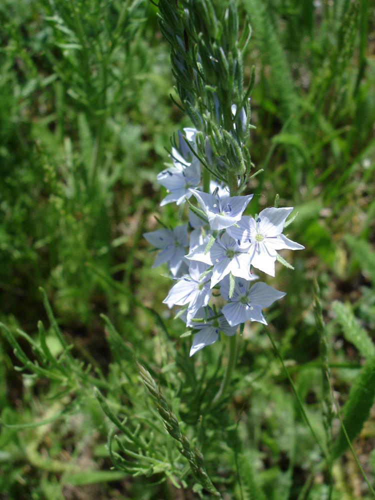 Image of Veronica jacquinii specimen.