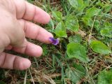 Viola kamtschadalorum. Цветущее растение. Камчатский край, Усть-Большерецкий р-н, Апачинские термальные источники, лугоподобная группировка по склону вдоль термальной площадки. 10.05.2013.