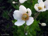 Anemone sylvestris. Цветки. Украина, Киевская обл., Мироновский р-н, окр. с. Мал. Букрин, РЛП \"Трахтемиров\", запущенное поле. 10 мая 2013 г.