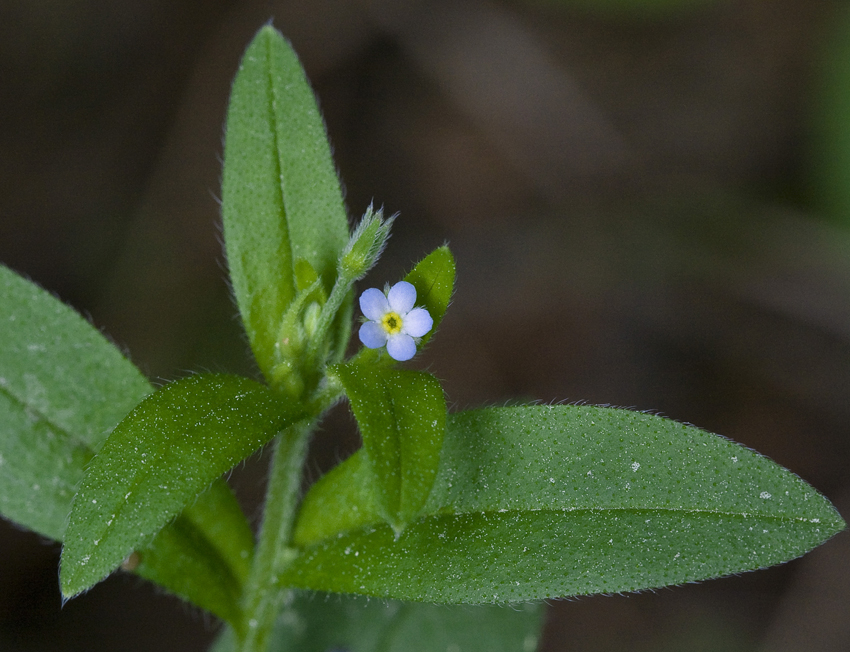 Image of Myosotis sparsiflora specimen.