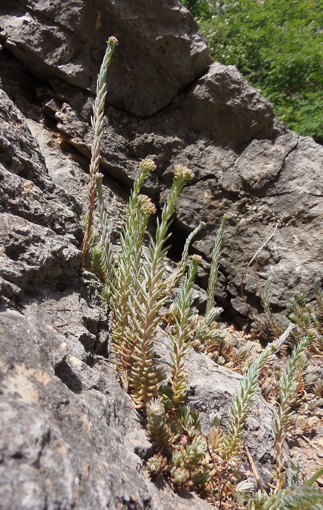 Image of Sedum reflexum specimen.