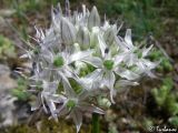 Allium quercetorum