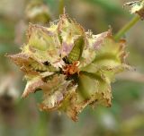 Calendula persica
