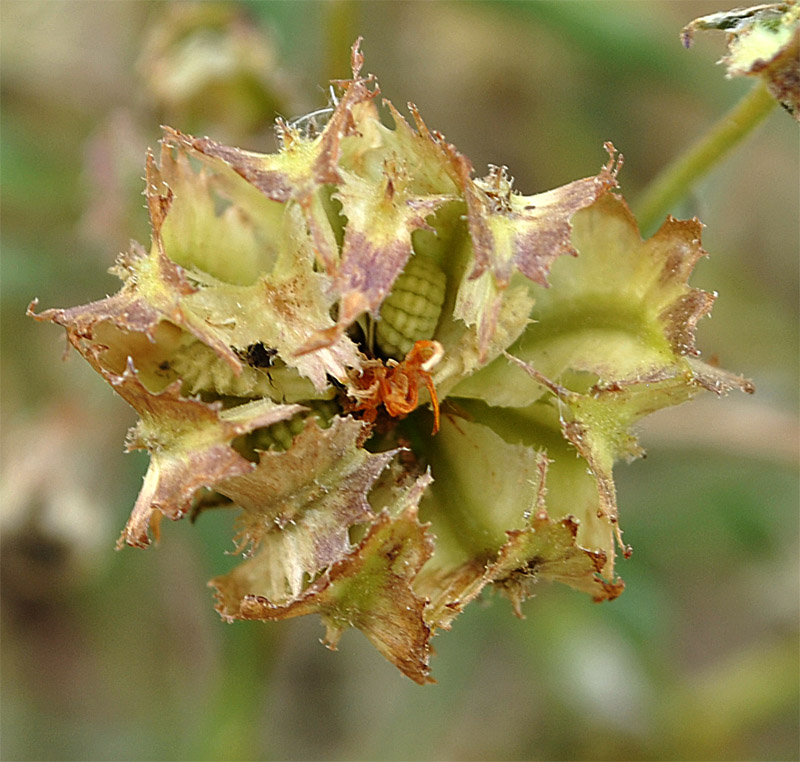 Image of Calendula persica specimen.