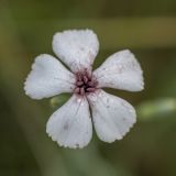 род Dianthus