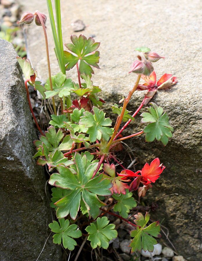 Изображение особи Geranium dalmaticum.