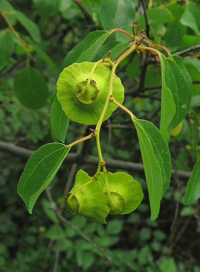 Image of Paliurus spina-christi specimen.