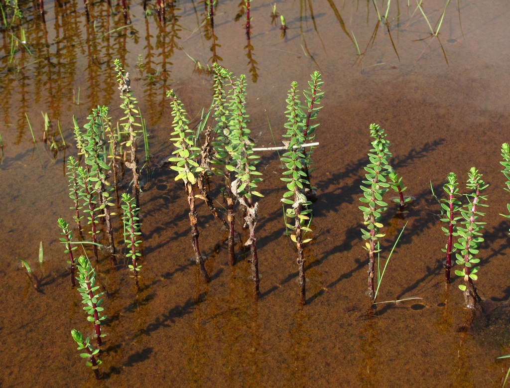 Image of Hippuris tetraphylla specimen.