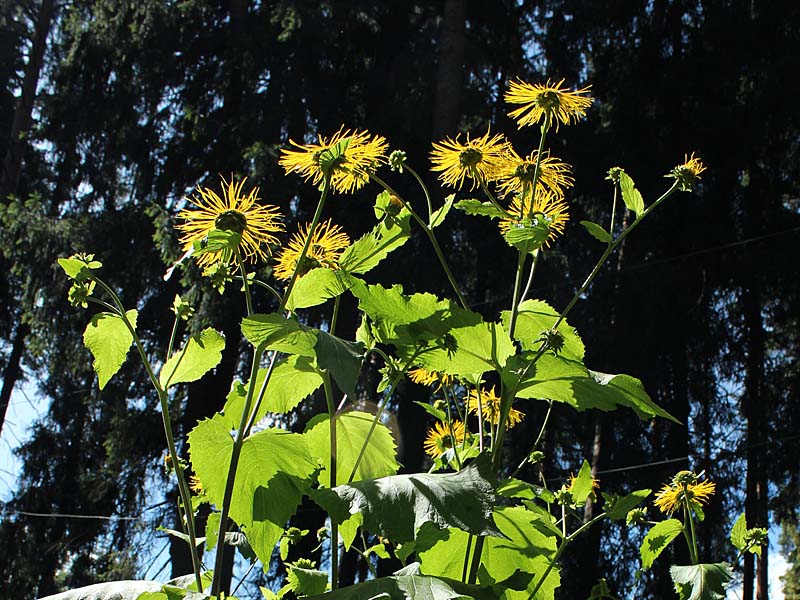 Изображение особи Telekia speciosa.