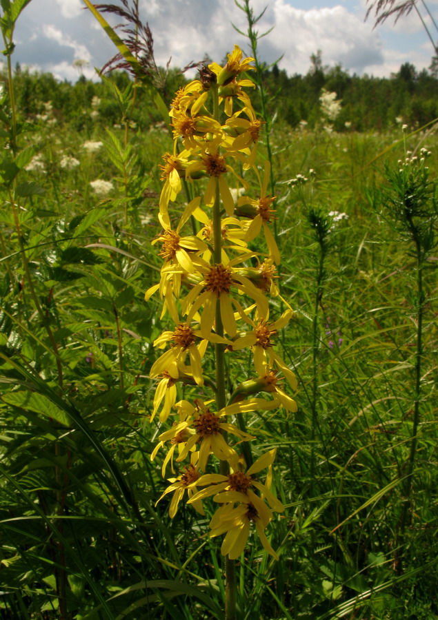 Изображение особи Ligularia abakanica.