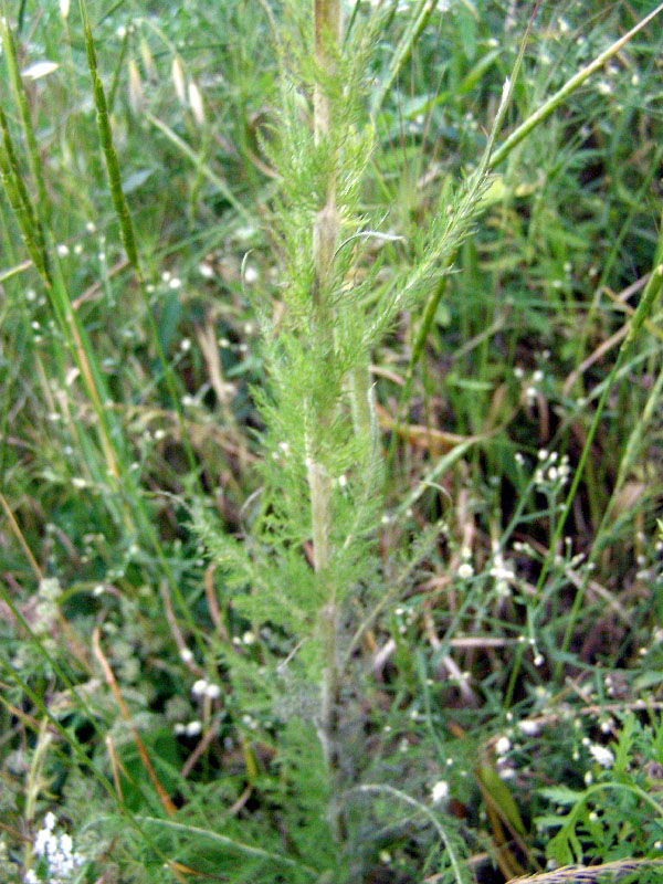 Image of Handelia trichophylla specimen.