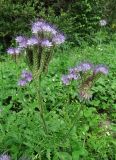 Phacelia tanacetifolia