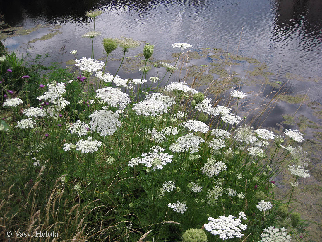 Изображение особи Daucus carota.