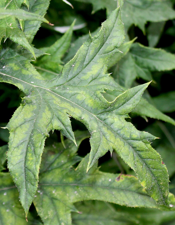 Изображение особи Echinops bannaticus.