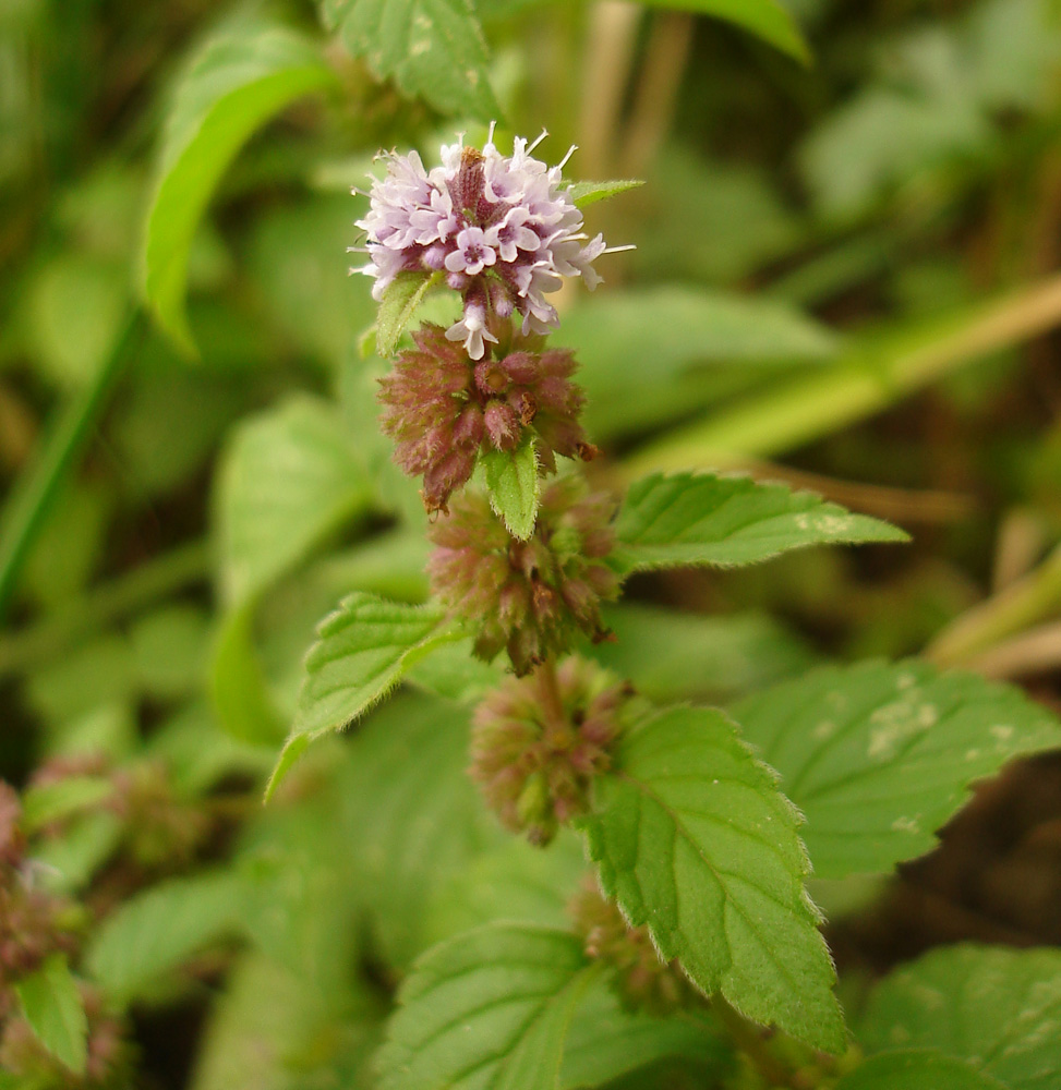 Image of Mentha arvensis specimen.