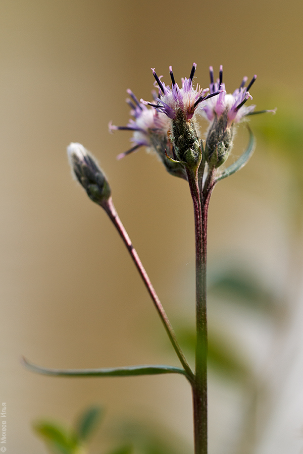 Изображение особи Saussurea alpina.