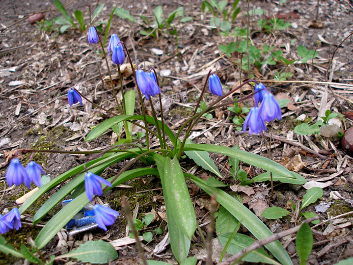 Изображение особи Scilla siberica.