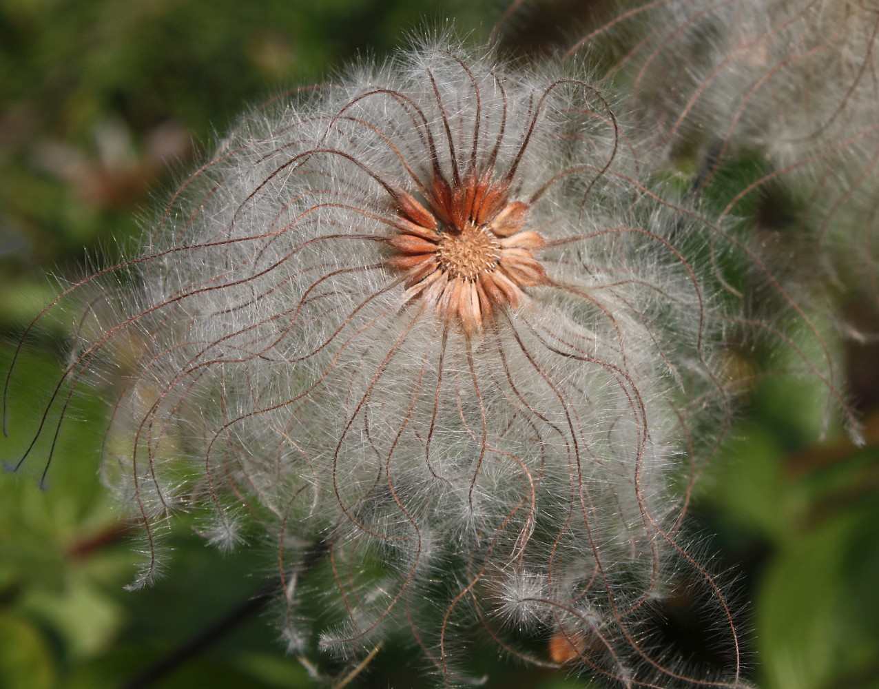 Изображение особи Clematis integrifolia.