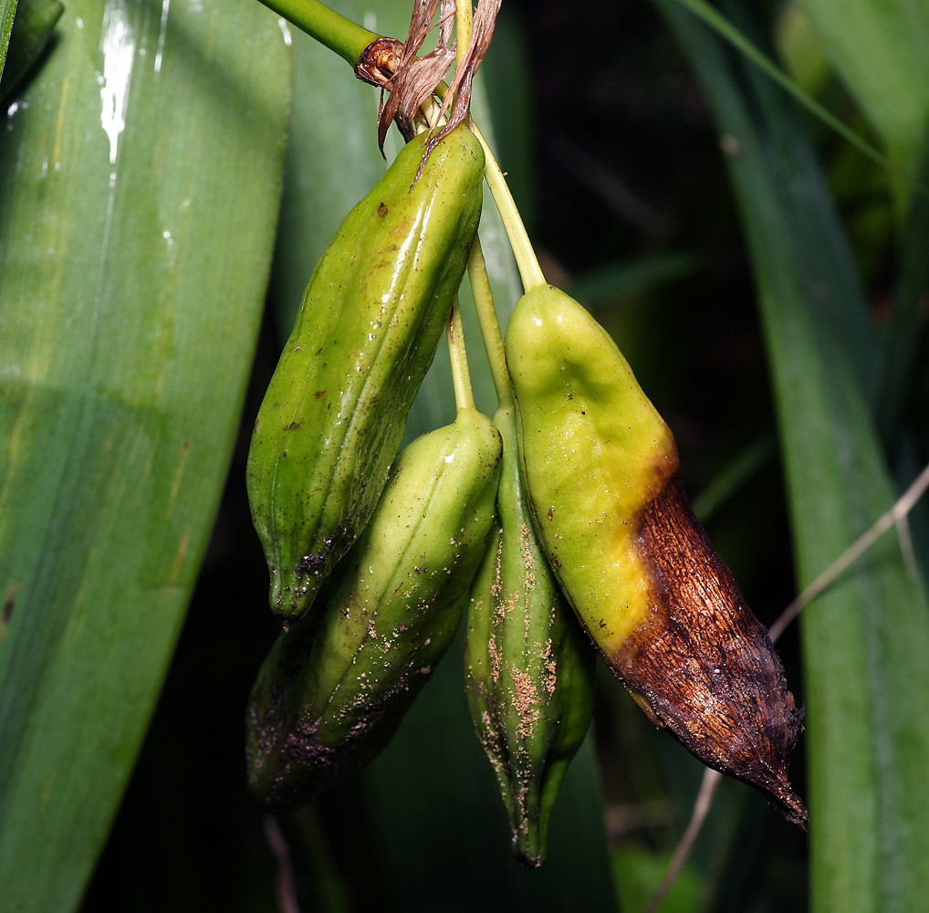 Image of Iris pseudacorus specimen.