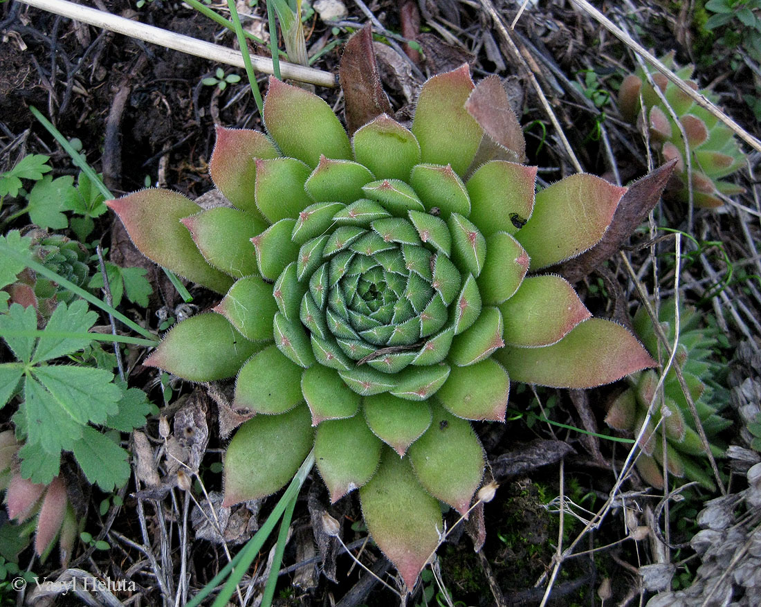Изображение особи род Sempervivum.
