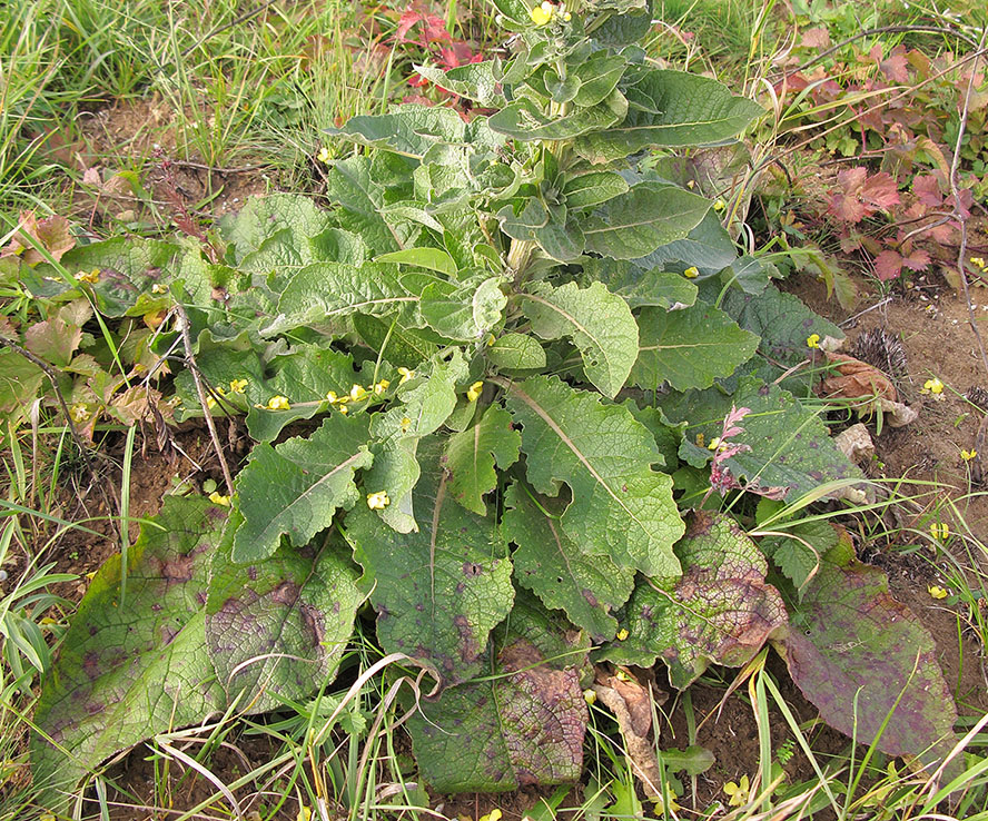 Изображение особи Verbascum lychnitis.