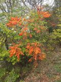 Koelreuteria paniculata. Молодое дерево в осенней окраске. Южный берег Крыма, пос. Гурзуф. 26.10.2013.