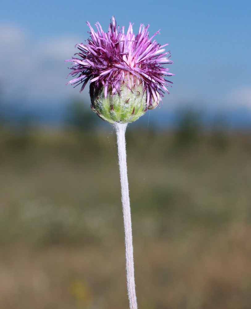 Image of Jurinea blanda specimen.