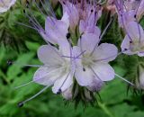 Phacelia tanacetifolia