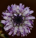 Globularia arabica