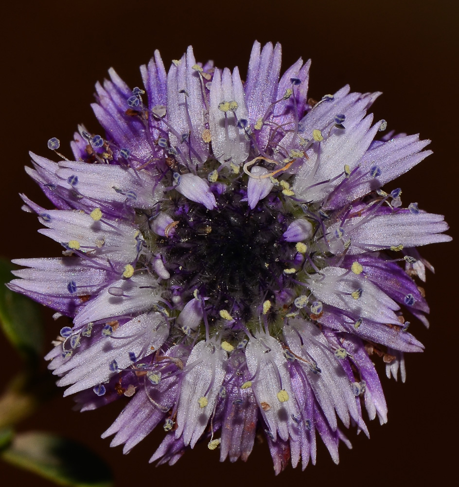 Изображение особи Globularia arabica.