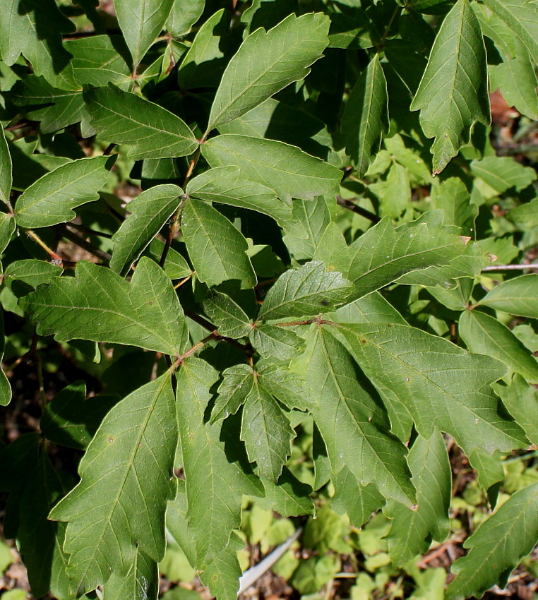 Image of Acer griseum specimen.