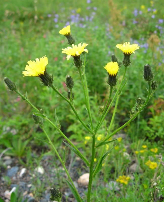Image of Picris davurica specimen.