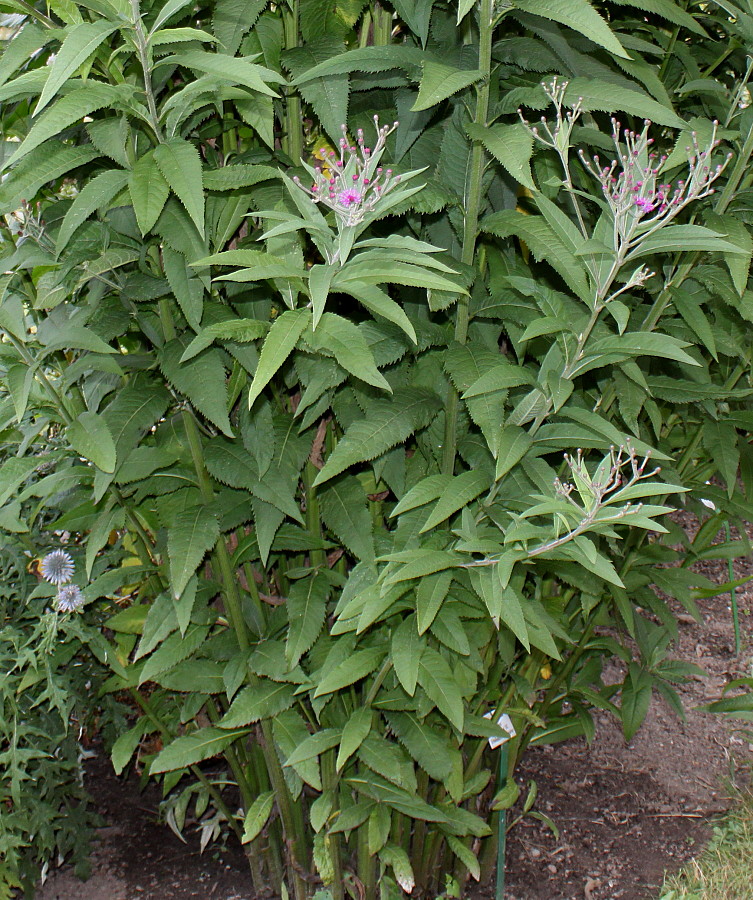 Image of Vernonia arkansana specimen.
