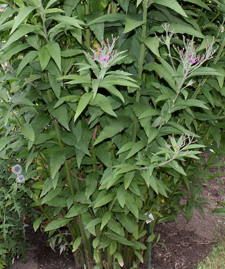 Изображение особи Vernonia arkansana.