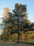 Pinus sibirica. Взрослое дерево. Санкт-Петербург, Петергоф, парк \"Александрия\", в культуре. 07.10.2010.