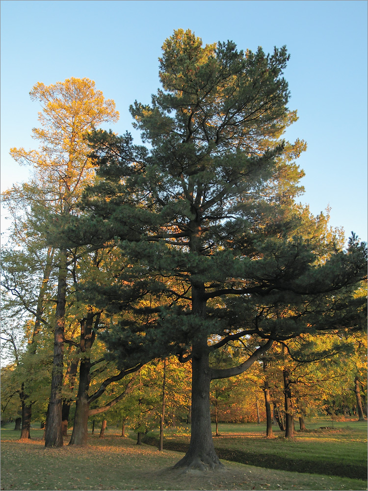 Изображение особи Pinus sibirica.