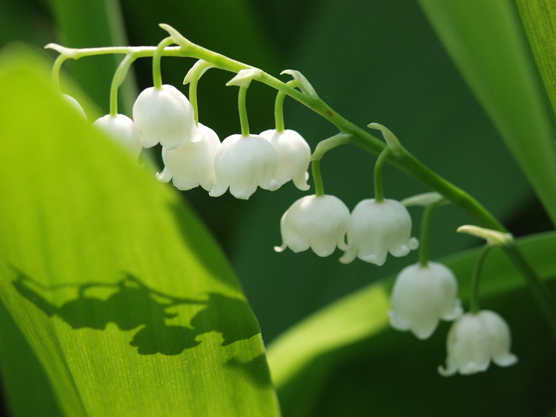 Изображение особи Convallaria majalis.