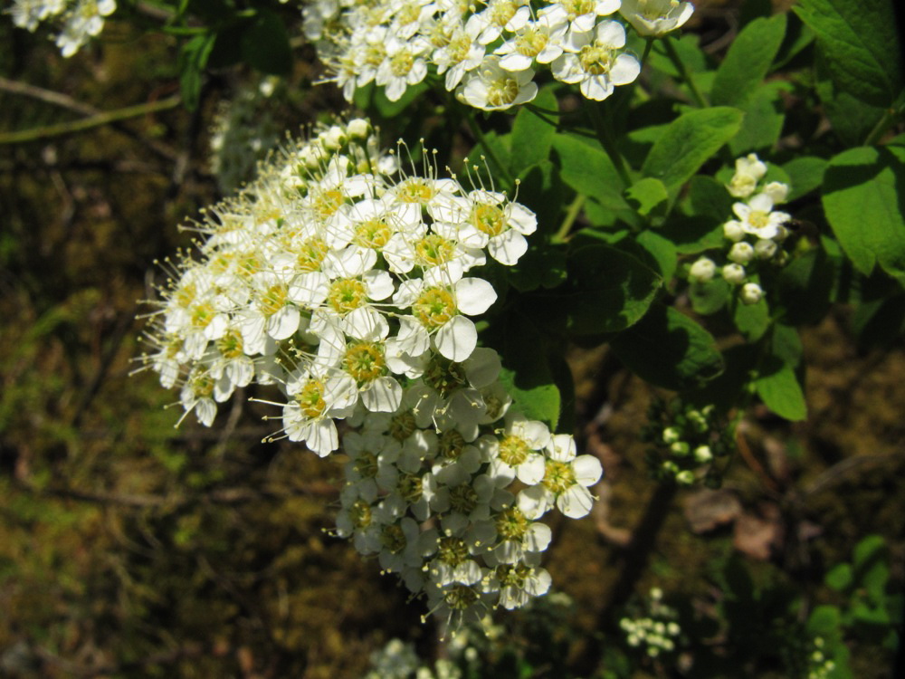 Image of Spiraea media specimen.