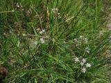 Gypsophila anatolica