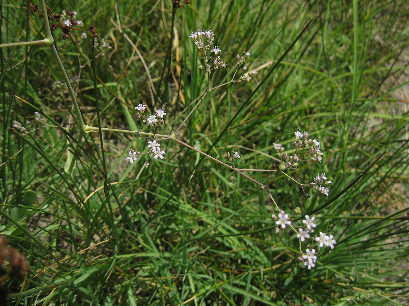 Image of Gypsophila anatolica specimen.