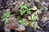 Ranunculus repens