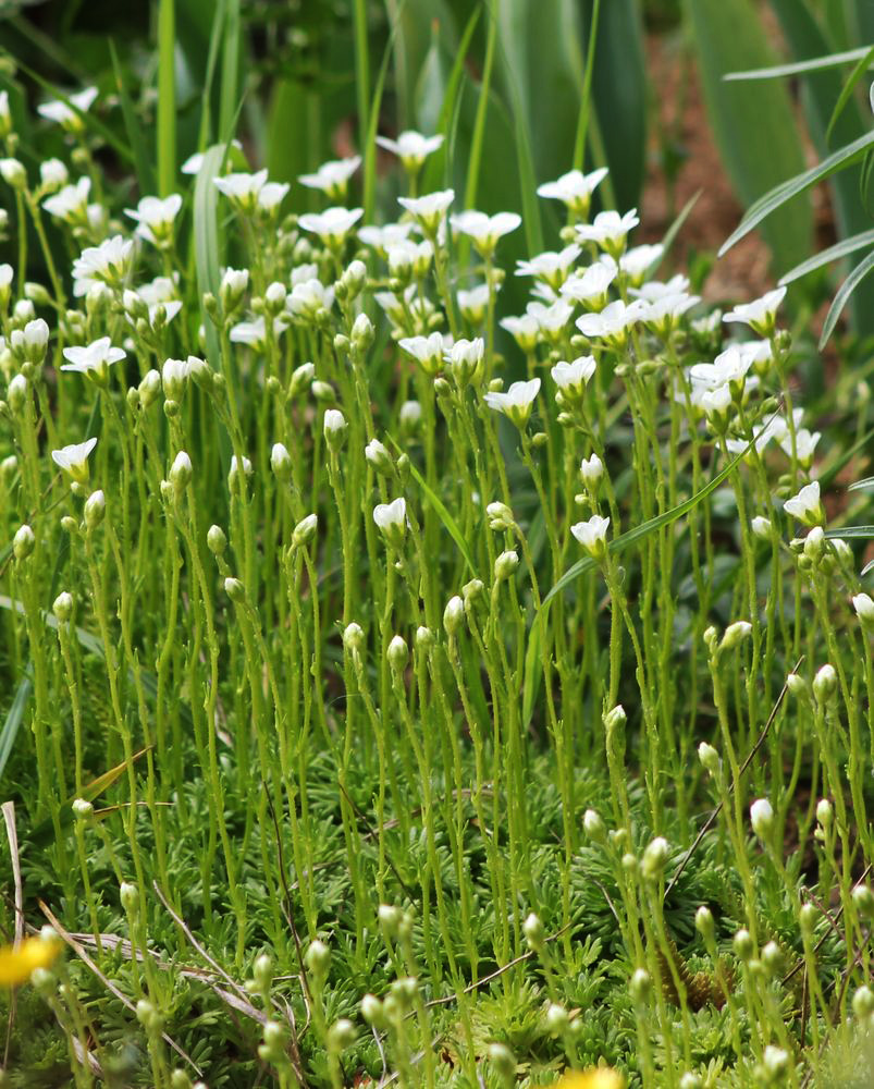 Image of Saxifraga × arendsii specimen.